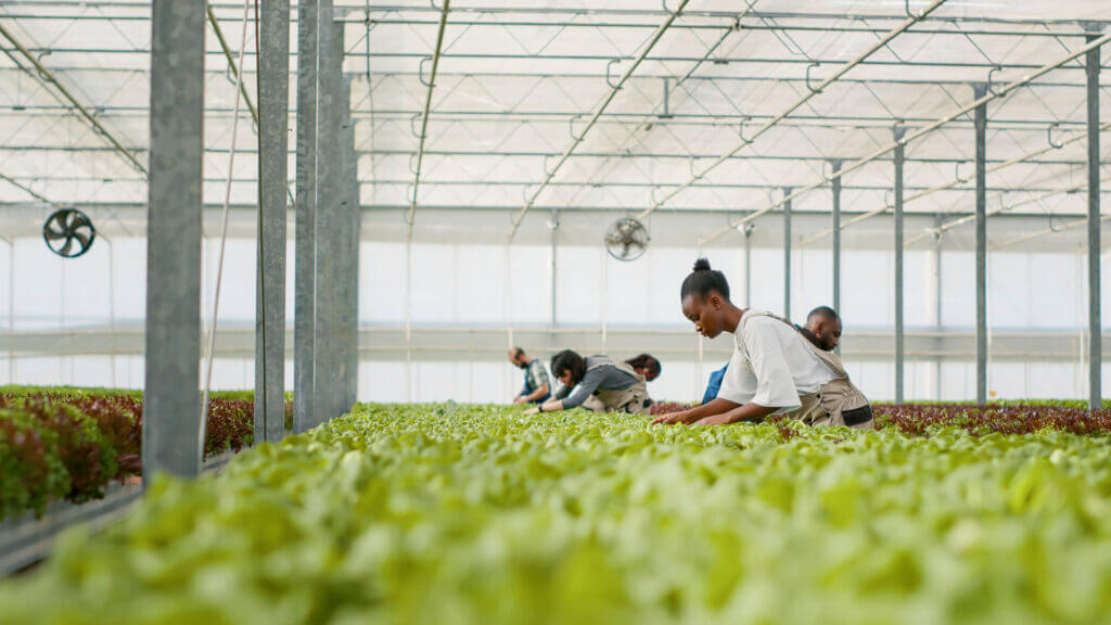 People gathering produce in a greenhouse