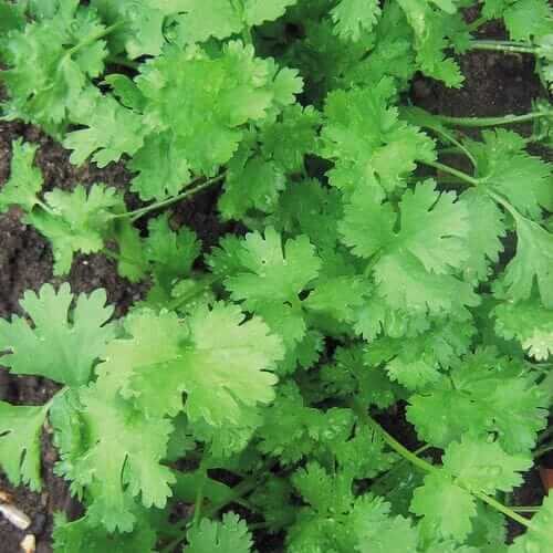 Calypso Cilantro Seeds