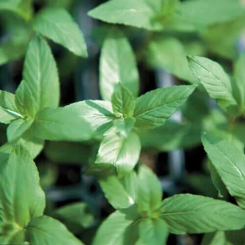 Peppermint Seeds