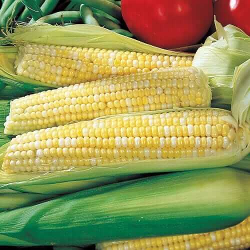 Ambrosia Hybrid Corn Seeds
