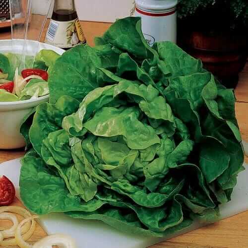 Buttercrunch Lettuce Seeds