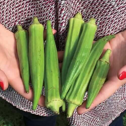 Okra Clemson Spineless