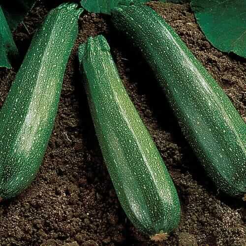 Spineless Beauty Hybrid Squash Seeds