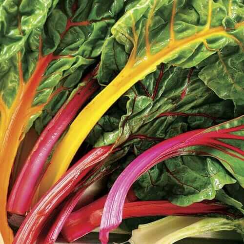 Bright Lights Swiss Chard Seeds