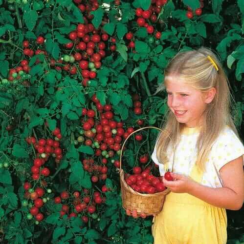 Tomato Sweet Million Hybrid
