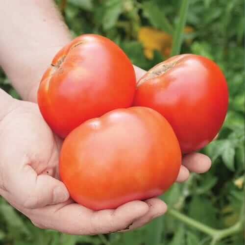 Park Seed Whopper CR Improved tomato