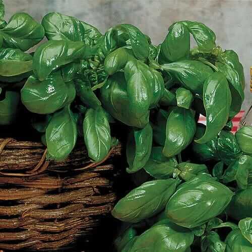 Large Leaf Italian Organic Basil Seeds