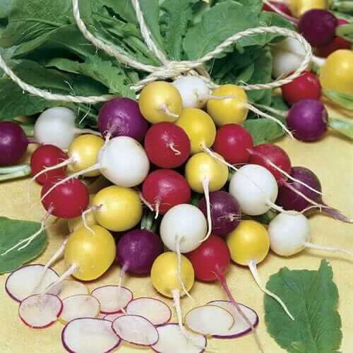 Park Seed Beauty Blend radishes