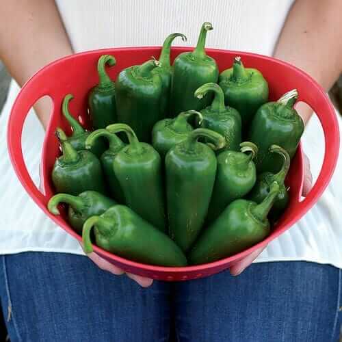 Park Seed Whopper Jalapeno hybrid pepper