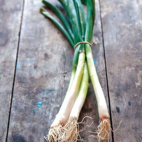 Parade Green Onion Organic Seeds
